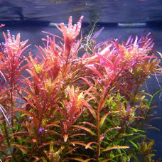 Растение Ротала роундифолия H`ra (Rotala rotundifolia H`ra) , цена за 1 веточку высотой 10-15см